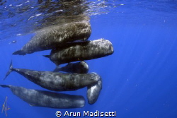 Rush hour. 
Sperm Whales off the Commonwealth of Dominic... by Arun Madisetti 
